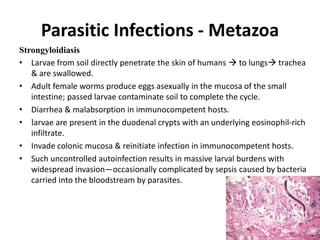 Parasitic Infections - Metazoa
Strongyloidiasis
• Larvae from soil directly penetrate the skin of humans  to lungs trachea
& are swallowed.
• Adult female worms produce eggs asexually in the mucosa of the small
intestine; passed larvae contaminate soil to complete the cycle.
• Diarrhea & malabsorption in immunocompetent hosts.
• larvae are present in the duodenal crypts with an underlying eosinophil-rich
infiltrate.
• Invade colonic mucosa & reinitiate infection in immunocompetent hosts.
• Such uncontrolled autoinfection results in massive larval burdens with
widespread invasion—occasionally complicated by sepsis caused by bacteria
carried into the bloodstream by parasites.
 