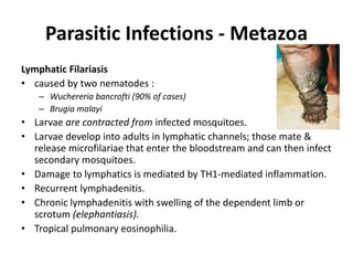 Parasitic Infections - Metazoa
Lymphatic Filariasis
• caused by two nematodes :
– Wuchereria bancrofti (90% of cases)
– Brugia malayi
• Larvae are contracted from infected mosquitoes.
• Larvae develop into adults in lymphatic channels; those mate &
release microfilariae that enter the bloodstream and can then infect
secondary mosquitoes.
• Damage to lymphatics is mediated by TH1-mediated inflammation.
• Recurrent lymphadenitis.
• Chronic lymphadenitis with swelling of the dependent limb or
scrotum (elephantiasis).
• Tropical pulmonary eosinophilia.
 