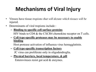 Mechanisms of Viral Injury
• Viruses have tissue tropisms that will dictate which tissues will be
injured.
• Determinants of viral tropisms include :
– Binding to specific cell surface proteins
HIV binds to CD4 & the CXCR4 chemokine receptor on T cells.
– Cell type-specific proteases may be necessary to enable
binding
Host protease activation of influenza virus hemagglutinin.
– Cell type-specific transcription factors
JC virus can proliferate only in oligodendroglia.
– Physical barriers, local temperature, & pH
Enteroviruses resist gut acid & enzymes.
 