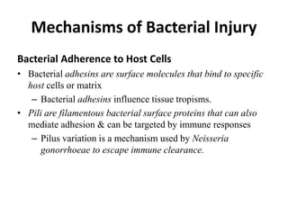 Mechanisms of Bacterial Injury
Bacterial Adherence to Host Cells
• Bacterial adhesins are surface molecules that bind to specific
host cells or matrix
– Bacterial adhesins influence tissue tropisms.
• Pili are filamentous bacterial surface proteins that can also
mediate adhesion & can be targeted by immune responses
– Pilus variation is a mechanism used by Neisseria
gonorrhoeae to escape immune clearance.
 