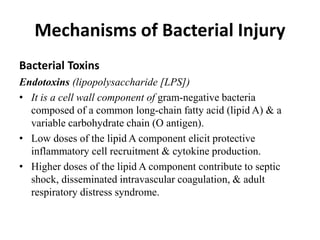Mechanisms of Bacterial Injury
Bacterial Toxins
Endotoxins (lipopolysaccharide [LPS])
• It is a cell wall component of gram-negative bacteria
composed of a common long-chain fatty acid (lipid A) & a
variable carbohydrate chain (O antigen).
• Low doses of the lipid A component elicit protective
inflammatory cell recruitment & cytokine production.
• Higher doses of the lipid A component contribute to septic
shock, disseminated intravascular coagulation, & adult
respiratory distress syndrome.
 