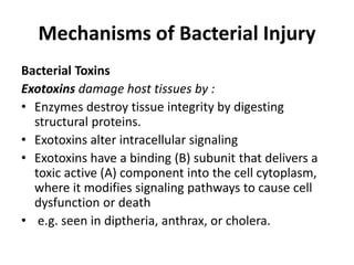 Mechanisms of Bacterial Injury
Bacterial Toxins
Exotoxins damage host tissues by :
• Enzymes destroy tissue integrity by digesting
structural proteins.
• Exotoxins alter intracellular signaling
• Exotoxins have a binding (B) subunit that delivers a
toxic active (A) component into the cell cytoplasm,
where it modifies signaling pathways to cause cell
dysfunction or death
• e.g. seen in diptheria, anthrax, or cholera.
 