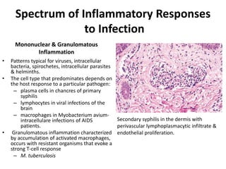 Spectrum of Inflammatory Responses
to Infection
• Patterns typical for viruses, intracellular
bacteria, spirochetes, intracellular parasites
& helminths.
• The cell type that predominates depends on
the host response to a particular pathogen:
– plasma cells in chancres of primary
syphilis
– lymphocytes in viral infections of the
brain
– macrophages in Myobacterium avium-
intracellulare infections of AIDS
patients.
• Granulomatous inflammation characterized
by accumulation of activated macrophages,
occurs with resistant organisms that evoke a
strong T-cell response
– M. tuberculosis
Secondary syphilis in the dermis with
perivascular lymphoplasmacytic infiltrate &
endothelial proliferation.
Mononuclear & Granulomatous
Inflammation
 