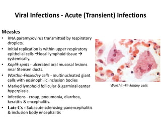 Viral Infections - Acute (Transient) Infections
Measles
• RNA paramyxovirus transmitted by respiratory
droplets.
• Initial replication is within upper respiratory
epithelial cells local lymphoid tissue 
systemically.
• Koplik spots - ulcerated oral mucosal lesions
near Stensen ducts.
• Warthin-Finkeldey cells - multinucleated giant
cells with eosinophilic inclusion bodies
• Marked lymphoid follicular & germinal center
hyperplasia.
• Infections - croup, pneumonia, diarrhea,
keratitis & encephalitis.
• Late Cx - Subacute sclerosing panencephalitis
& inclusion body encephalitis
Warthin-Finkeldey cells
 