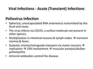 Viral Infections - Acute (Transient) Infections
Poliovirus Infection
• Spherical, unencapsulated RNA enterovirus transmitted by the
fecal-oral route.
• The virus infects via CD155, a surface molecule not present in
other species.
• Multiplication in intestinal mucosa & lymph nodes  transient
viremia & fever;
• Systemic viremia/retrograde transport via motor neurons 
replication  CNS involvement  muscular paralysis/bulbar
poliomyelitis.
• Antiviral antibodies control the disease.
 