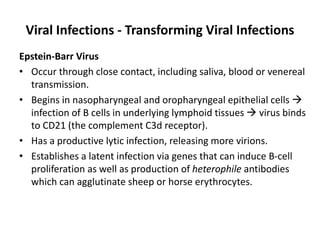Viral Infections - Transforming Viral Infections
Epstein-Barr Virus
• Occur through close contact, including saliva, blood or venereal
transmission.
• Begins in nasopharyngeal and oropharyngeal epithelial cells 
infection of B cells in underlying lymphoid tissues  virus binds
to CD21 (the complement C3d receptor).
• Has a productive lytic infection, releasing more virions.
• Establishes a latent infection via genes that can induce B-cell
proliferation as well as production of heterophile antibodies
which can agglutinate sheep or horse erythrocytes.
 