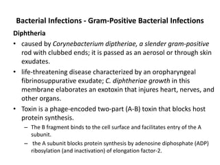 Bacterial Infections - Gram-Positive Bacterial Infections
Diphtheria
• caused by Corynebacterium diptheriae, a slender gram-positive
rod with clubbed ends; it is passed as an aerosol or through skin
exudates.
• life-threatening disease characterized by an oropharyngeal
fibrinosuppurative exudate; C. diphtheriae growth in this
membrane elaborates an exotoxin that injures heart, nerves, and
other organs.
• Toxin is a phage-encoded two-part (A-B) toxin that blocks host
protein synthesis.
– The B fragment binds to the cell surface and facilitates entry of the A
subunit.
– the A subunit blocks protein synthesis by adenosine diphosphate (ADP)
ribosylation (and inactivation) of elongation factor-2.
 