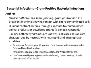 Bacterial Infections - Gram-Positive Bacterial Infections
Anthrax
• Bacillus anthracis is a spore-forming, gram-positive bacillus
prevalent in animals having contact with spore-contaminated soil.
• Humans contract anthrax through exposure to contaminated
animal products or powdered spores (a biologic weapon).
• 3 major anthrax syndromes are known; in all cases, lesions are
characterized by necrosis with neutrophil and macrophage
exudates:
– Cutaneous: Painless, pruritic papules that become edematous vesicles
followed by a black eschar.
– Inhalation: Rapidly leads to sepsis, shock, and frequently death .
– GI: Contracted by eating contaminated meat; causes severe, bloody
diarrhea and often death
 