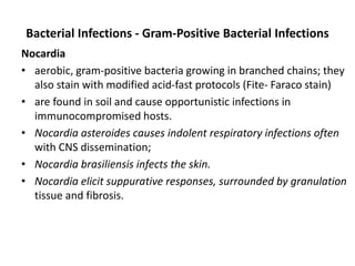 Bacterial Infections - Gram-Positive Bacterial Infections
Nocardia
• aerobic, gram-positive bacteria growing in branched chains; they
also stain with modified acid-fast protocols (Fite- Faraco stain)
• are found in soil and cause opportunistic infections in
immunocompromised hosts.
• Nocardia asteroides causes indolent respiratory infections often
with CNS dissemination;
• Nocardia brasiliensis infects the skin.
• Nocardia elicit suppurative responses, surrounded by granulation
tissue and fibrosis.
 