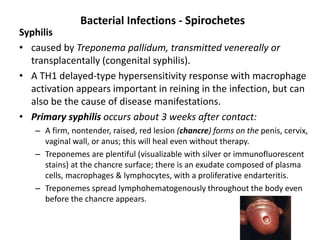 Bacterial Infections - Spirochetes
Syphilis
• caused by Treponema pallidum, transmitted venereally or
transplacentally (congenital syphilis).
• A TH1 delayed-type hypersensitivity response with macrophage
activation appears important in reining in the infection, but can
also be the cause of disease manifestations.
• Primary syphilis occurs about 3 weeks after contact:
– A firm, nontender, raised, red lesion (chancre) forms on the penis, cervix,
vaginal wall, or anus; this will heal even without therapy.
– Treponemes are plentiful (visualizable with silver or immunofluorescent
stains) at the chancre surface; there is an exudate composed of plasma
cells, macrophages & lymphocytes, with a proliferative endarteritis.
– Treponemes spread lymphohematogenously throughout the body even
before the chancre appears.
 