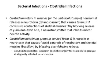 Bacterial Infections - Clostridial Infections
• Clostridium tetani in wounds (or the umbilical stump of newborns)
releases a neurotoxin (tetanospasmin) that causes tetanus
convulsive contractions of skeletal musclesby blocking release
of γ-aminobutyric acid, a neurotransmitter that inhibits motor
neuron activity.
• Clostridium botulinum grows in canned foods & it releases a
neurotoxin that causes flaccid paralysis of respiratory and skeletal
muscles (botulism) by blocking acetylcholine release.
– Botulism toxin (Botox) is used in cosmetic surgery for its ability to paralyze
strategically selected facial muscles.
 