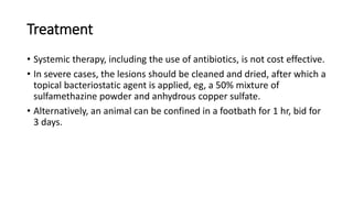 Treatment
• Systemic therapy, including the use of antibiotics, is not cost effective.
• In severe cases, the lesions should be cleaned and dried, after which a
topical bacteriostatic agent is applied, eg, a 50% mixture of
sulfamethazine powder and anhydrous copper sulfate.
• Alternatively, an animal can be confined in a footbath for 1 hr, bid for
3 days.
 