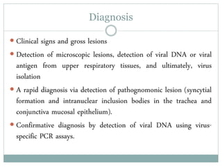 Diagnosis
 Clinical signs and gross lesions
 Detection of microscopic lesions, detection of viral DNA or viral
antigen from upper respiratory tissues, and ultimately, virus
isolation
 A rapid diagnosis via detection of pathognomonic lesion (syncytial
formation and intranuclear inclusion bodies in the trachea and
conjunctiva mucosal epithelium).
 Confirmative diagnosis by detection of viral DNA using virus-
specific PCR assays.
 