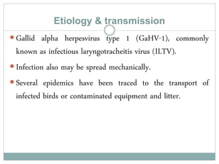 Etiology & transmission
 Gallid alpha herpesvirus type 1 (GaHV-1), commonly
known as infectious laryngotracheitis virus (ILTV).
 Infection also may be spread mechanically.
 Several epidemics have been traced to the transport of
infected birds or contaminated equipment and litter.
 