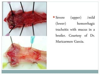  Severe (upper) /mild
(lower) hemorrhagic
tracheitis with mucus in a
broiler. Courtesy of Dr.
Maricarmen Garcia.
 