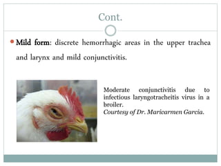 Cont.
 Mild form: discrete hemorrhagic areas in the upper trachea
and larynx and mild conjunctivitis.
Moderate conjunctivitis due to
infectious laryngotracheitis virus in a
broiler.
Courtesy of Dr. Maricarmen Garcia.
 