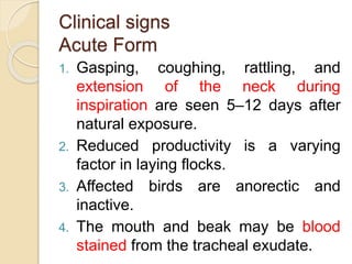 Cough Rattle Visual Infectiouslaryngotrachitisilt 141109163308-conversion-gate02 | PPTX