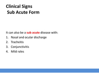 Clinical Signs
Sub Acute Form
It can also be a sub acute disease with:
1. Nasal and ocular discharge
2. Tracheitis
3. Conjunctivitis
4. Mild rales
 