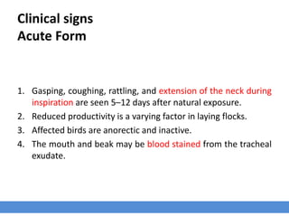 Clinical signs
Acute Form
1. Gasping, coughing, rattling, and extension of the neck during
inspiration are seen 5–12 days after natural exposure.
2. Reduced productivity is a varying factor in laying flocks.
3. Affected birds are anorectic and inactive.
4. The mouth and beak may be blood stained from the tracheal
exudate.
 