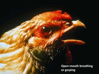 Open-mouth breathing
or gasping
 