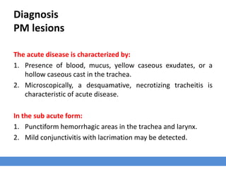 Diagnosis
PM lesions
The acute disease is characterized by:
1. Presence of blood, mucus, yellow caseous exudates, or a
hollow caseous cast in the trachea.
2. Microscopically, a desquamative, necrotizing tracheitis is
characteristic of acute disease.
In the sub acute form:
1. Punctiform hemorrhagic areas in the trachea and larynx.
2. Mild conjunctivitis with lacrimation may be detected.
 