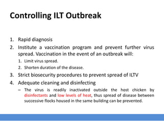 Controlling ILT Outbreak
1. Rapid diagnosis
2. Institute a vaccination program and prevent further virus
spread. Vaccination in the event of an outbreak will:
1. Limit virus spread.
2. Shorten duration of the disease.
3. Strict biosecurity procedures to prevent spread of ILTV
4. Adequate cleaning and disinfecting
– The virus is readily inactivated outside the host chicken by
disinfectants and low levels of heat, thus spread of disease between
successive flocks housed in the same building can be prevented.
 