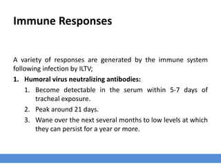 Immune Responses
A variety of responses are generated by the immune system
following infection by ILTV;
1. Humoral virus neutralizing antibodies:
1. Become detectable in the serum within 5-7 days of
tracheal exposure.
2. Peak around 21 days.
3. Wane over the next several months to low levels at which
they can persist for a year or more.
 