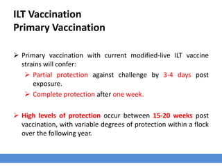 ILT Vaccination
Primary Vaccination
 Primary vaccination with current modified-live ILT vaccine
strains will confer:
 Partial protection against challenge by 3-4 days post
exposure.
 Complete protection after one week.
 High levels of protection occur between 15-20 weeks post
vaccination, with variable degrees of protection within a flock
over the following year.
 