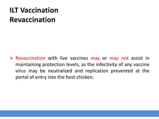 ILT Vaccination
Revaccination
 Revaccination with live vaccines may or may not assist in
maintaining protection levels, as the infectivity of any vaccine
virus may be neutralized and replication prevented at the
portal of entry into the host chicken.
 