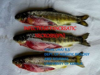 Infectious pancreatic necrosis PPT