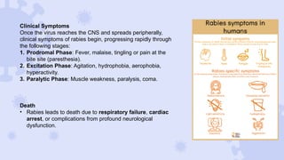 Rabies disease infectious diseases .pptx