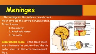 Meninges
• The meninges is the system of membranes
which envelops the central nervous system.
It has 3 layers:
1. Dura mater
2. Arachnoid mater
3. Pia mater
Subarachnoid space -is the space which
exists between the arachnoid and the pia
mater, which is filled with cerebrospinal
fluid.
 
