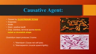 Causative Agent:
• Caused by CLOSTRIDIUM TETANI
• Anaerobic
• Motile
• Gram positive bacilli
• Oval, colorless, terminal spores-tennis
racket or drumstick shape
Clostridium tetani produces 2 toxins:
1. Tetanolysin (Cause red cell lysis)
2. Tetanospasmin (muscle spasm/rigidity)
 