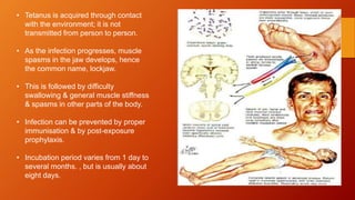• Tetanus is acquired through contact
with the environment; it is not
transmitted from person to person.
• As the infection progresses, muscle
spasms in the jaw develops, hence
the common name, lockjaw.
• This is followed by difficulty
swallowing & general muscle stiffness
& spasms in other parts of the body.
• Infection can be prevented by proper
immunisation & by post-exposure
prophylaxis.
• Incubation period varies from 1 day to
several months. , but is usually about
eight days.
 