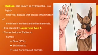 • Rabies, also known as hydrophobia, is a
highly
fatal viral disease that causes inflammation
of
the brain in humans and other mammals.
• It is caused by Lyssavirus type 1.
• Transmission of Rabies to
human-
 Bites (95%),
 Scratches &
 Licks from infected animals.
 