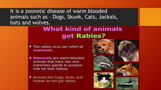 It is a zoonotic disease of warm blooded
animals such as – Dogs, Skunk, Cats, Jackals,
bats and wolves.
 