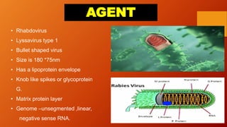 AGENT
• Rhabdovirus
• Lyssavirus type 1
• Bullet shaped virus
• Size is 180 *75nm
• Has a lipoprotein envelope
• Knob like spikes or glycoprotein
G.
• Matrix protein layer
• Genome –unsegmented ,linear,
negative sense RNA.
 