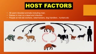 HOST FACTORS
• All warm blooded animals including man.
• Rabies in man is a dead end infection
• People at risk-lab workers, veterinarians, dog handlers , hunters etc
 