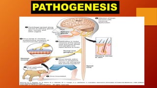 PATHOGENESIS
 
