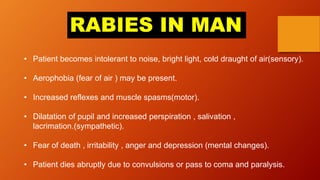 • Patient becomes intolerant to noise, bright light, cold draught of air(sensory).
• Aerophobia (fear of air ) may be present.
• Increased reflexes and muscle spasms(motor).
• Dilatation of pupil and increased perspiration , salivation ,
lacrimation.(sympathetic).
• Fear of death , irritability , anger and depression (mental changes).
• Patient dies abruptly due to convulsions or pass to coma and paralysis.
RABIES IN MAN
 