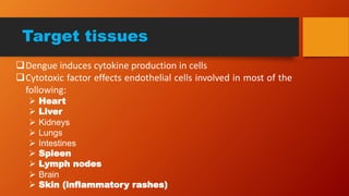 Target tissues
Dengue induces cytokine production in cells
Cytotoxic factor effects endothelial cells involved in most of the
following:
 Heart
 Liver
 Kidneys
 Lungs
 Intestines
 Spleen
 Lymph nodes
 Brain
 Skin (inflammatory rashes)
 