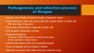 Pathogenesis and infection process
of Dengue
• Humans are initially infected through a mosquito vector
• Initial interaction with cell occurs with the viruses ability to infect cell
Primary target, Phagocytes
• Virus uses cell receptor molecule to enter cell
• Cell receptor molecules include:
• Glycosaminoglycan
Heparan Sulfate (Expressed in almost all cell types)
Virus replicates in target organs
• Infects white blood cells and lymphatic tissues
• Virus is released and circulates in blood
• Alternate mosquito then bites host and receives virus
 
