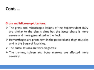 Infectious Bursal Disease   Gumboro