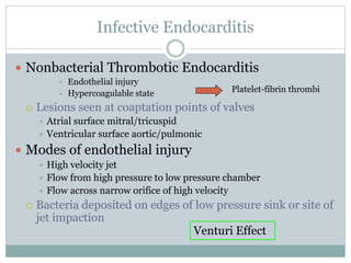Infective Endocarditis
 Nonbacterial Thrombotic Endocarditis
• Endothelial injury
• Hypercoagulable state
 Lesions seen at coaptation points of valves
 Atrial surface mitral/tricuspid
 Ventricular surface aortic/pulmonic
 Modes of endothelial injury
 High velocity jet
 Flow from high pressure to low pressure chamber
 Flow across narrow orifice of high velocity
 Bacteria deposited on edges of low pressure sink or site of
jet impaction
Venturi Effect
Platelet-fibrin thrombi
 