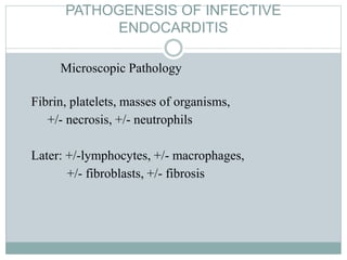 PATHOGENESIS OF INFECTIVE
ENDOCARDITIS
Microscopic Pathology
Fibrin, platelets, masses of organisms,
+/- necrosis, +/- neutrophils
Later: +/-lymphocytes, +/- macrophages,
+/- fibroblasts, +/- fibrosis
 