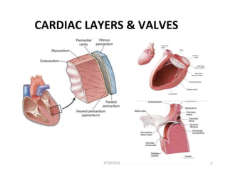 CARDIAC LAYERS & VALVES
7/29/2019 2
 