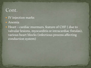  IV injection marks
 Anemia
 Heart – cardiac murmurs, feature of CHF ( due to
valvular lesions, myocarditis or intracardiac fistulas),
various heart blocks (infectious process affecting
conduction system)
 