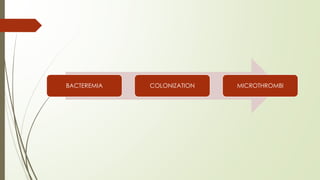 BACTEREMIA COLONIZATION MICROTHROMBI
 