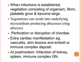  When infections is established,
vegetation consisting of organism, fibrin,
platelets grow & become large.
 Vegetations can erode into underlying
myocardium producing abscesses (ring
abscess)
 Perforation or disruption of chordae.
 Extra cardiac manifestation eg.
vasculitis, skin lesions and emboli or
immune complex deposit.
 At postmortem: Infarction of kidney,
spleen, immune complex GN.
 