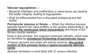 Valvular regurgitation —
• Bacterial infiltration and proliferation in valve tissue can destroy
the leaflet integrity, leading to regurgitation
• Must be differentiated from a disrupted prolapsing and flail
leaflet
Perivalvular abscess or fistula — When the infective process
spreads beyond the valve leaflets or the cavitary endocardium, it
invades the continuous basal myocardium and tissue of the
fibrous cardiac skeleton.
Early in this process, the organism produces cellulitis, which may
be identified as echodense thickening of perivalvular tissue.
If tissue necrosis and white cell activity continue, the central
portion of this process forms a space-occupying abscess
cavity
Abscess formation is most likely with S. aureus infection.
 